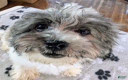 Teddy Bear dogs for sale: Unk - Image 3