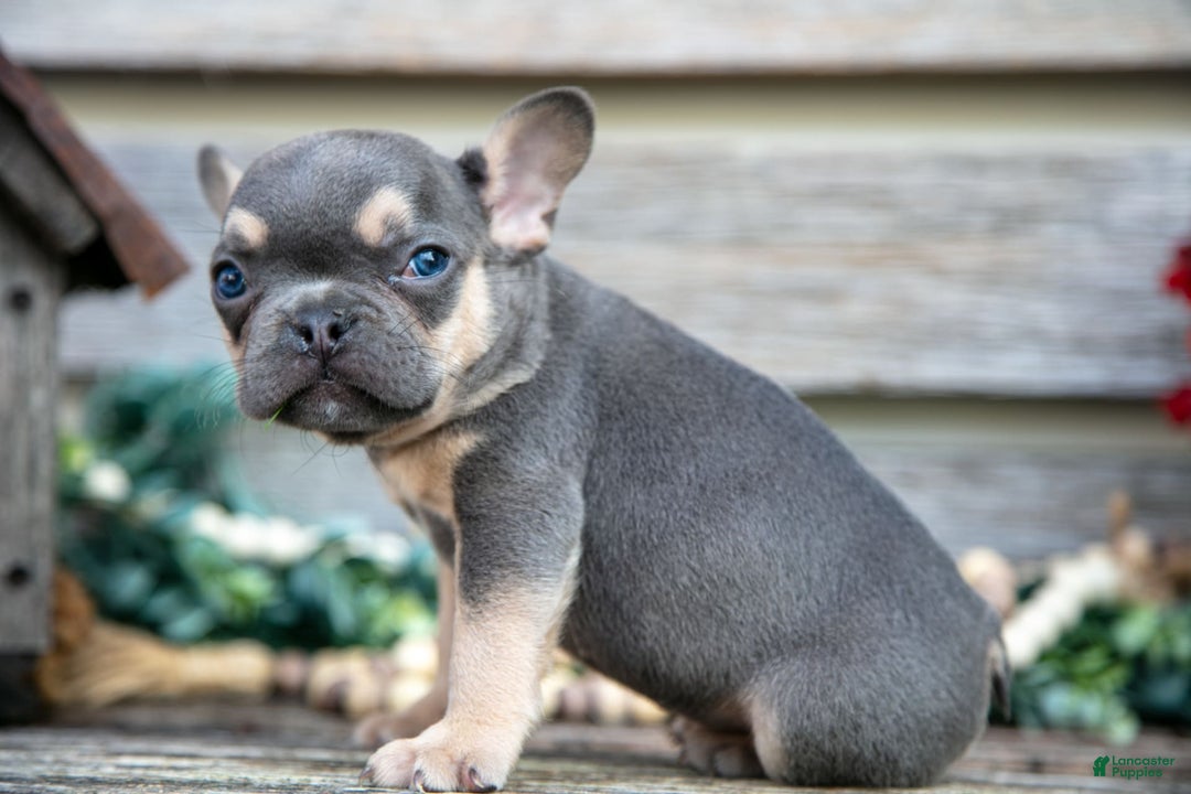 French Bulldog dogs for sale: Shadow - Image 7