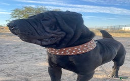 Shar Pei dogs for sale: Armani Squishy-face - Image 24