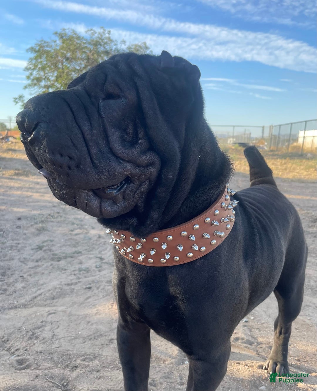 Shar Pei dogs for sale: Armani Squishy-face - Image 24