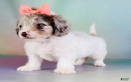 Toy Poodle dogs for sale: Precious Dna Clear - Image 3