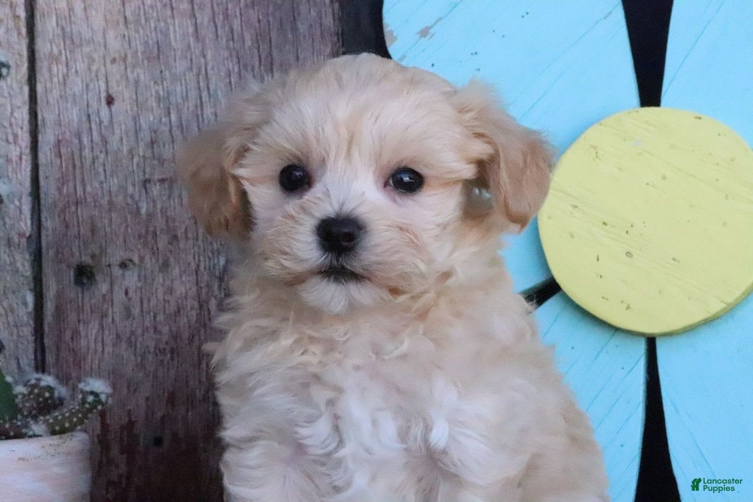 Maltipoo dogs for sale: Patsy - Image 7