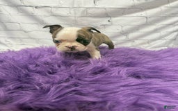 Boston Terrier dogs for sale: Sweet Pea - Image 2