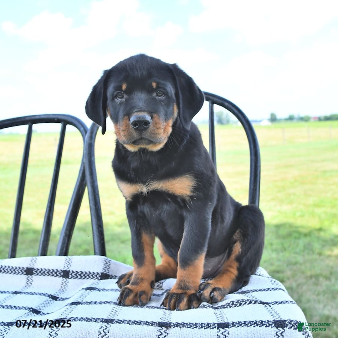 Rottweiler dogs for sale: Sparkle - Image 13