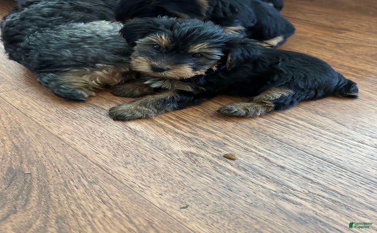 Yorkshire Terrier dogs for sale - Ad 4