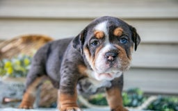 Beabull dogs for sale: Sable - Image 1