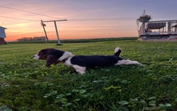 Basset Hound dogs for sale: Macy - Image 1