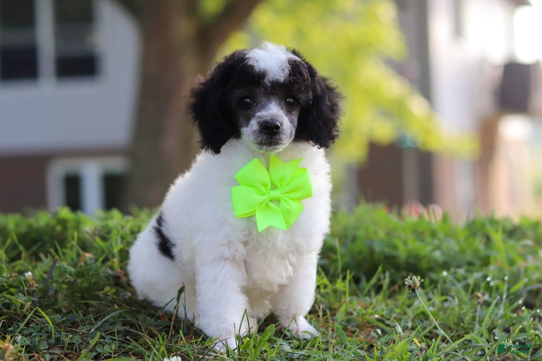 Miniature Poodle dogs for sale: Oreo - Image 6