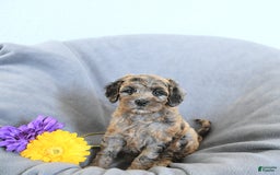 Mini Goldendoodle dogs for sale: Lindsey Rare Color - Image 5