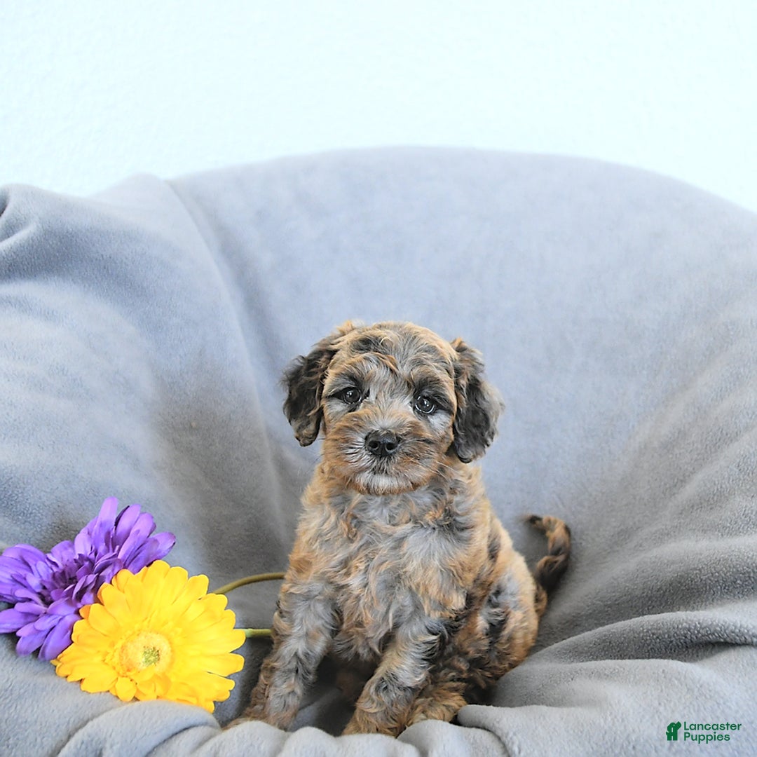 Mini Goldendoodle dogs for sale: Lindsey Rare Color - Image 5