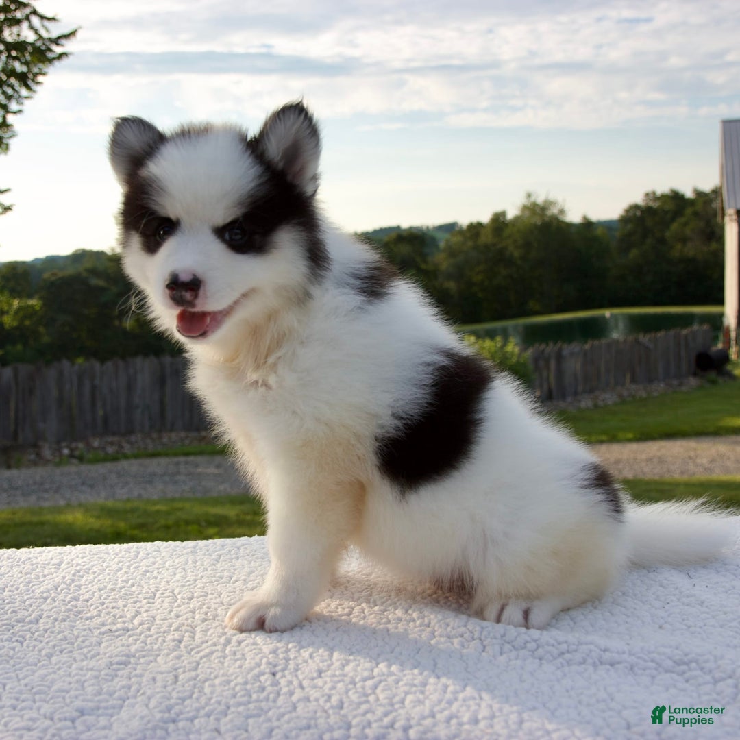 Pomsky dogs for sale: Lado - Image 5