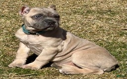 Cane Corso dogs for sale: Georgia - Image 17