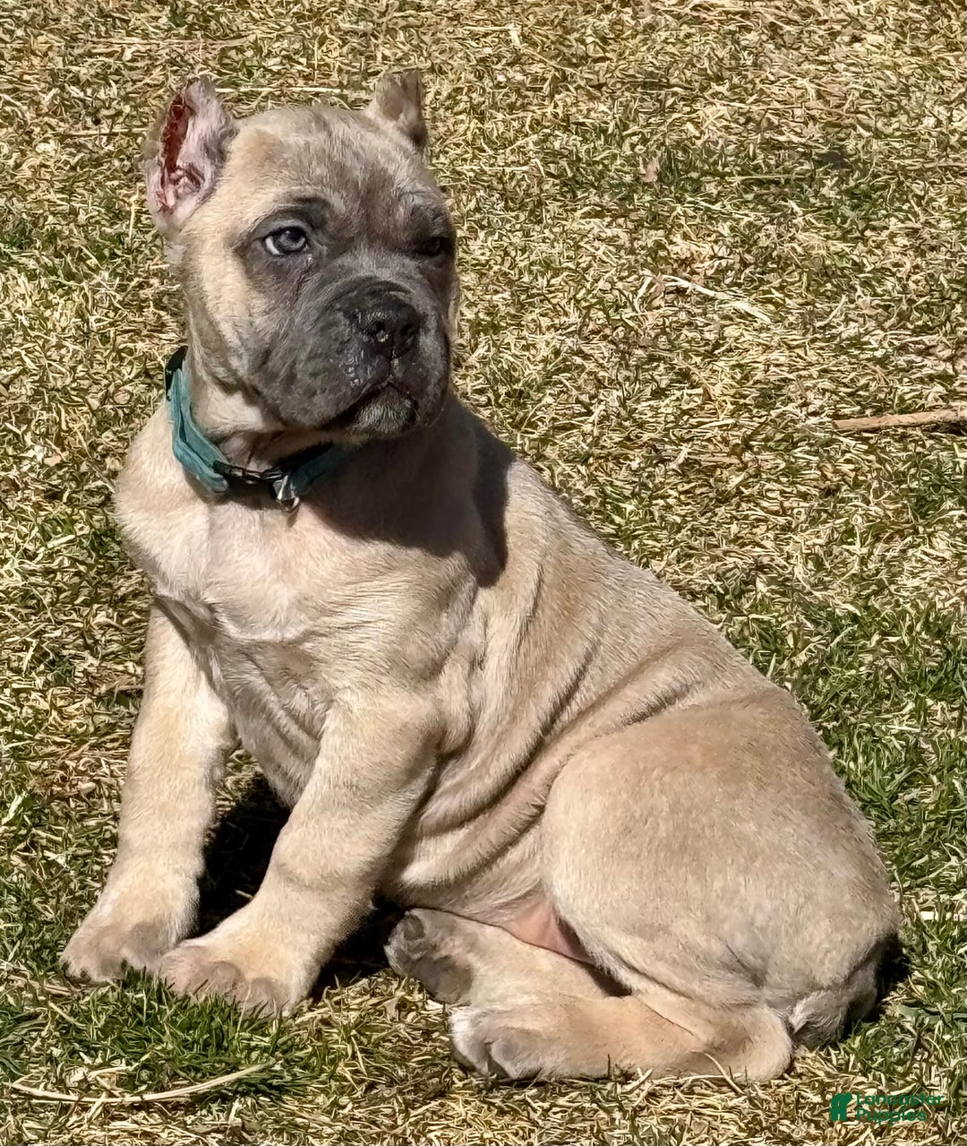 Cane Corso dogs for sale: Georgia - Image 17