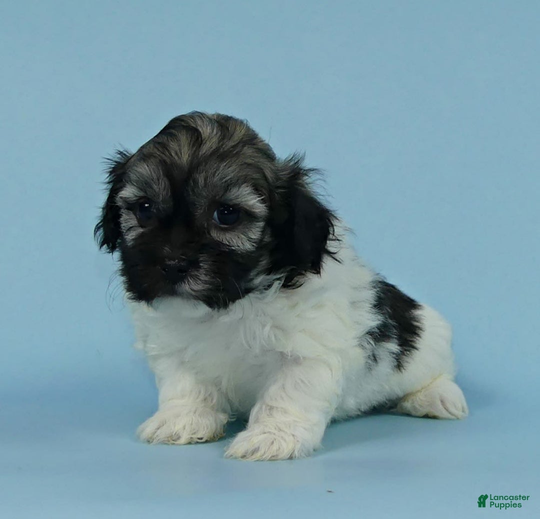 Havanese dogs for sale: Irvin - Image 5