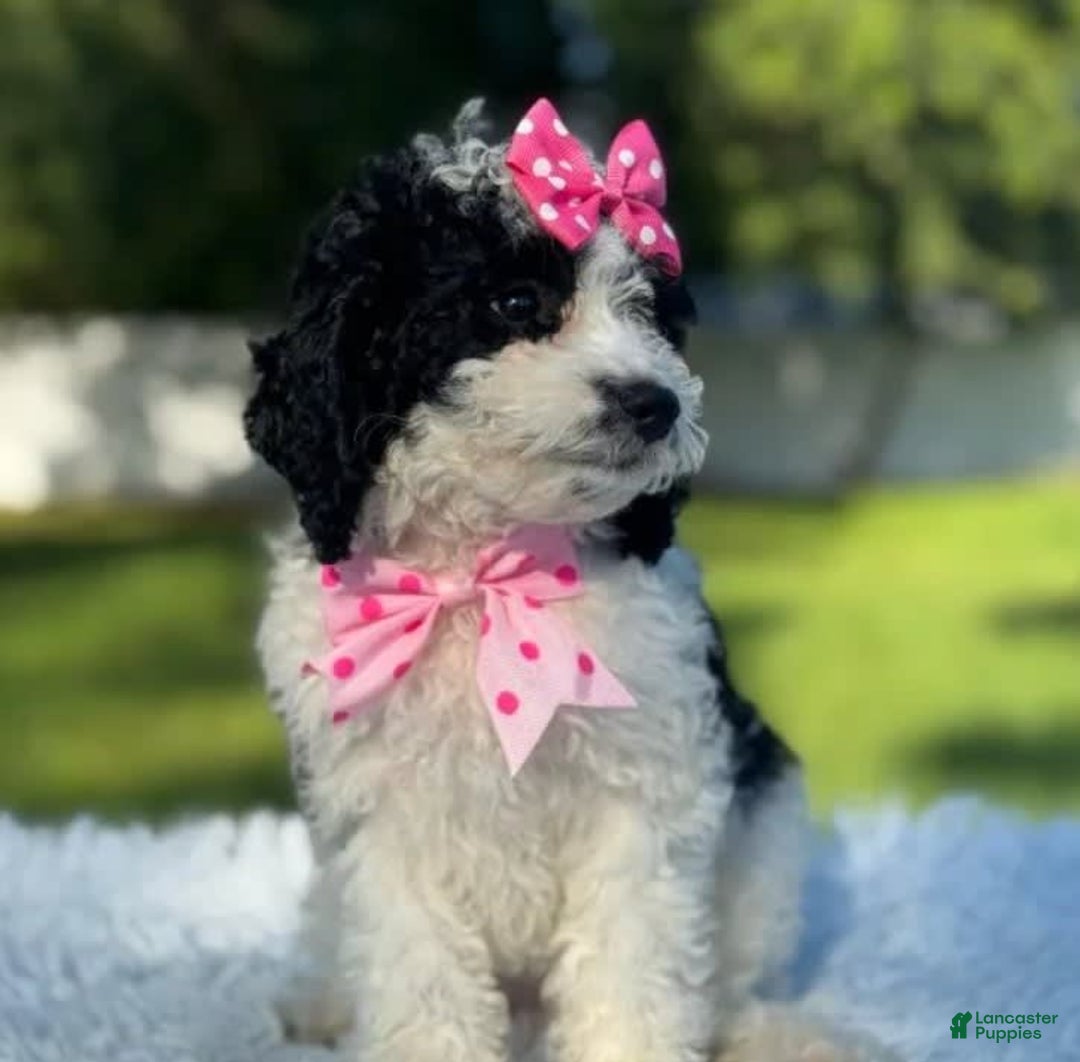 Goldendoodle dogs for sale: Molly - Image 10