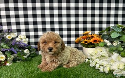 Miniature Poodle dogs for sale: Boomer - Image 4