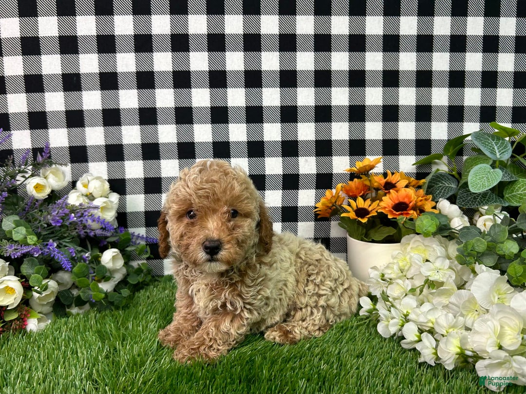 Miniature Poodle dogs for sale: Boomer - Image 4