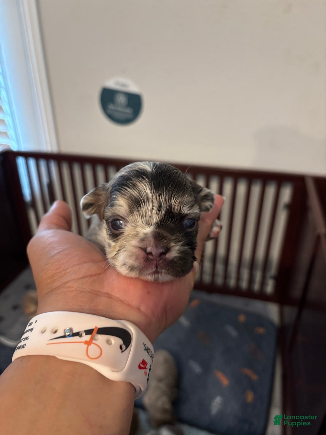 French Bulldog dogs for sale: Chuckie - Image 2