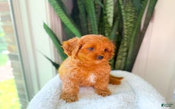 Cavapoo dogs for sale: Ike - Image 8