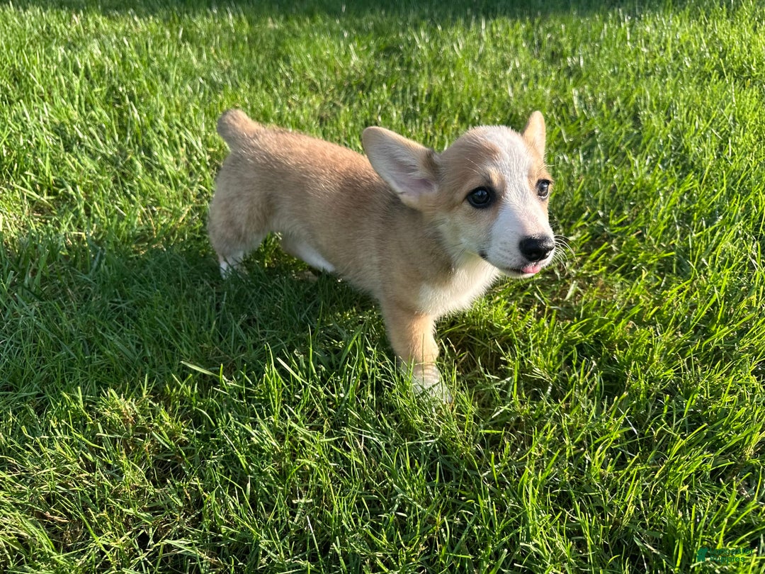 Welsh Corgi Pembroke dogs for sale: Molly - Image 15