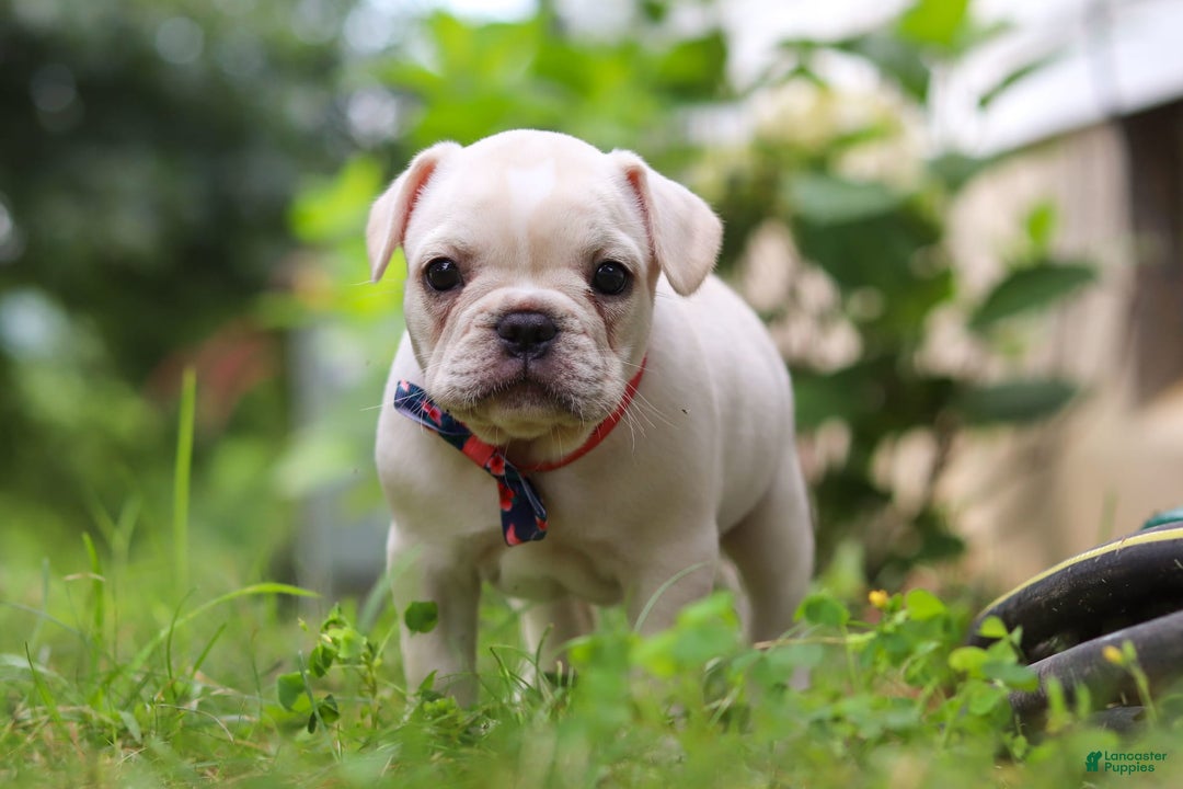 French Bulldog dogs for sale: Clover - Image 3