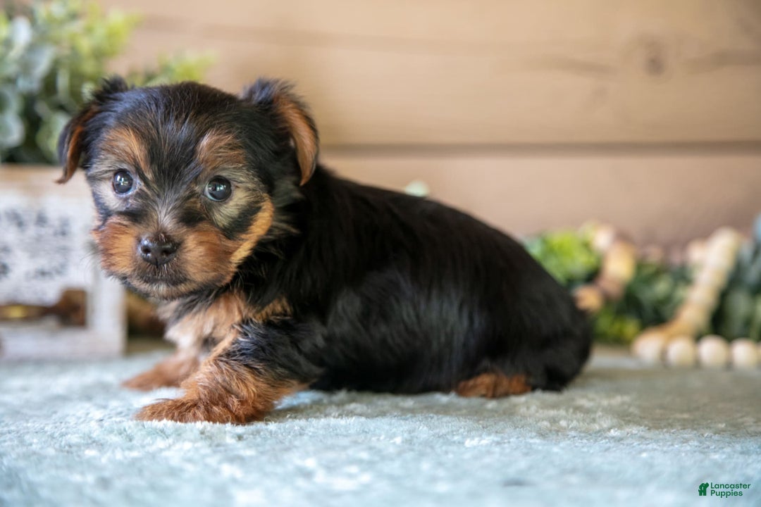 Yorkshire Terrier dogs for sale: Fletcher - Image 2