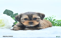 Shorkie dogs for sale: Luke - Image 4