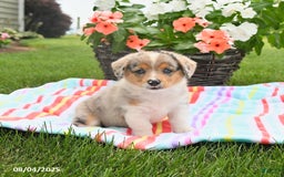 Welsh Corgi Pembroke dogs for sale: Toffee - Image 1