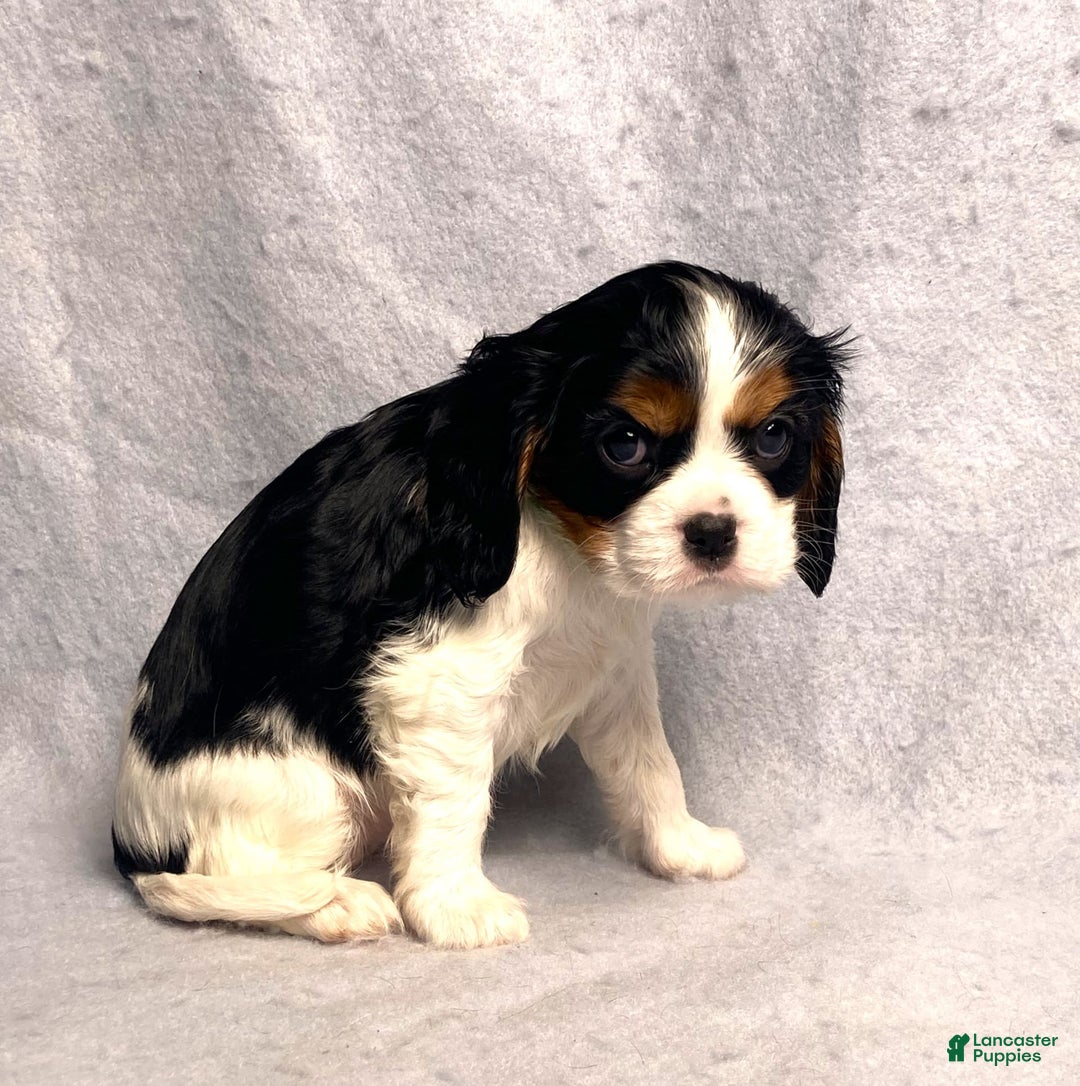 Cavalier King Charles Spaniel dogs for sale: Abby - Image 20