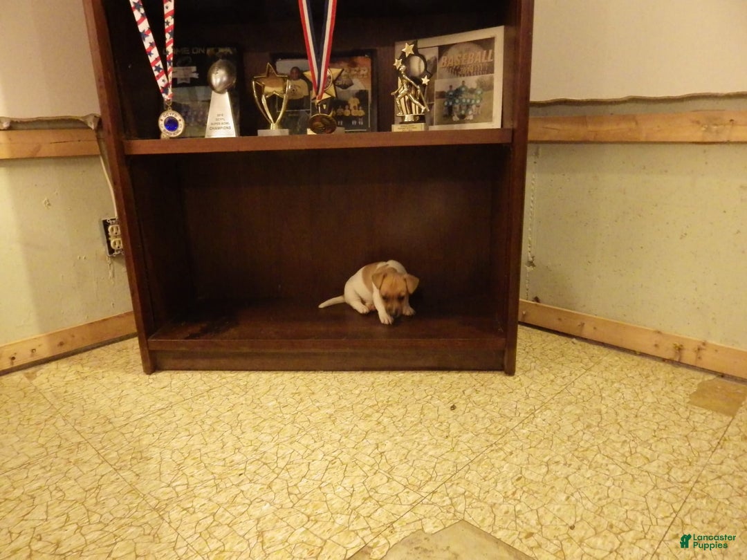 Jack Russell Terrier dogs for sale: Foster - Image 17