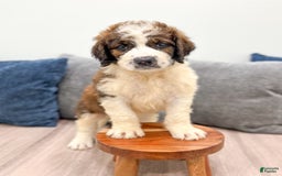 Saint Berdoodles dogs for sale: Juniper - Image 6