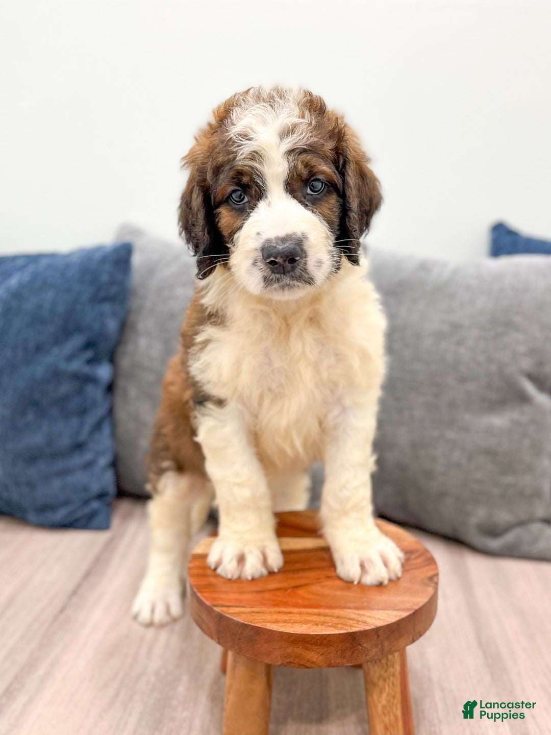 Saint Berdoodles dogs for sale: Juniper - Image 6