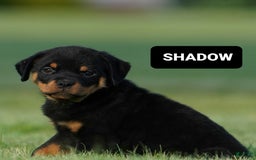 Rottweiler dogs for sale: Shadow - Image 3