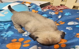 Pug dogs for sale: Midas - Image 5