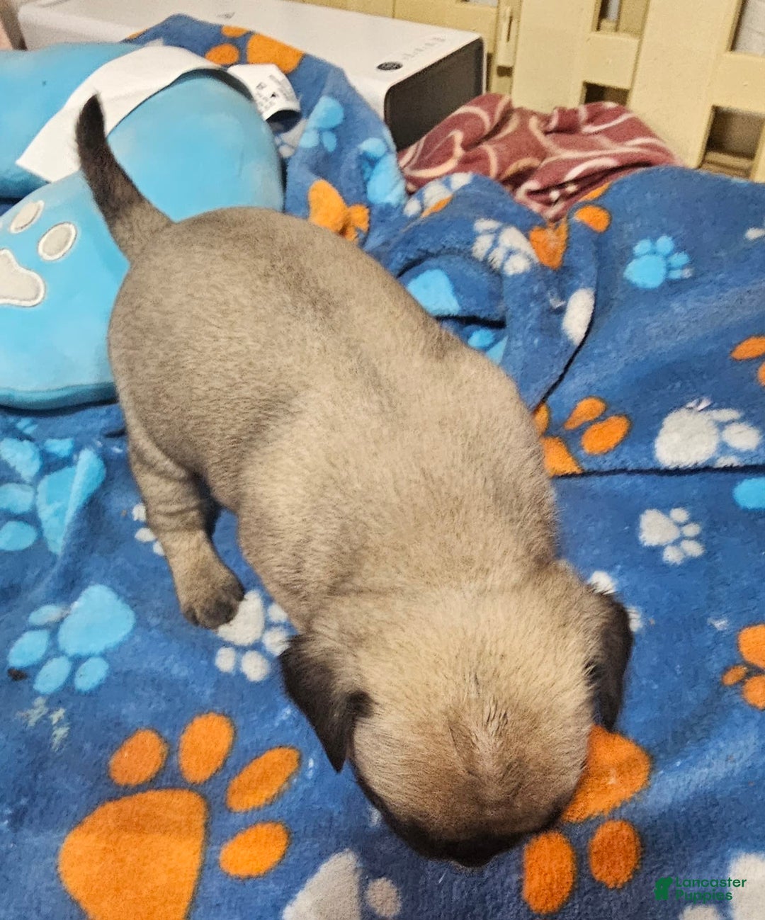 Pug dogs for sale: Midas - Image 5