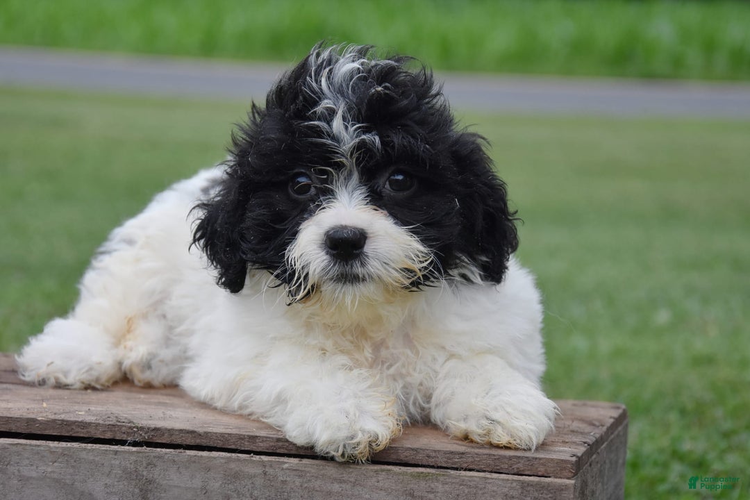 Teddy Bear dogs for sale: Ash - Image 2