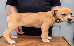Staffordshire Bull Terrier dogs for sale: Hawks Rosie - Image 1