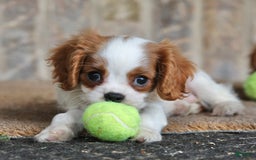 Cavalier King Charles Spaniel dogs for sale: Loki - Image 17