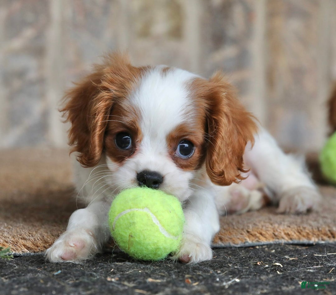 Cavalier King Charles Spaniel dogs for sale: Loki - Image 17