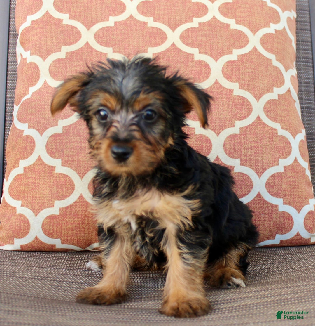 Yorkshire Terrier dogs for sale: Gabby - Image 5