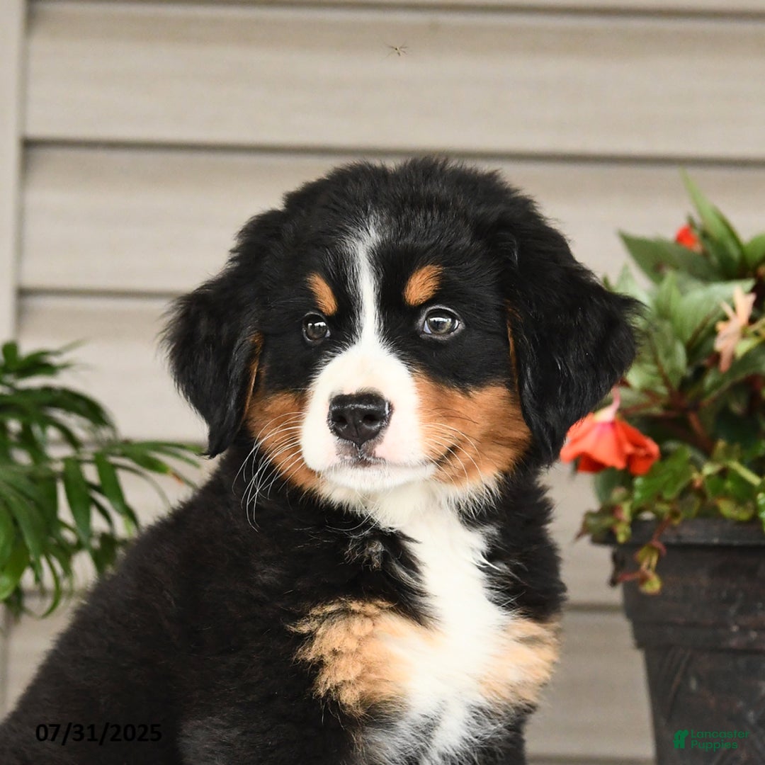 Bernese Mountain Dog dogs for sale: Bailey - Image 3