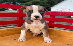 Boxer dogs for sale: Patrick - Image 1