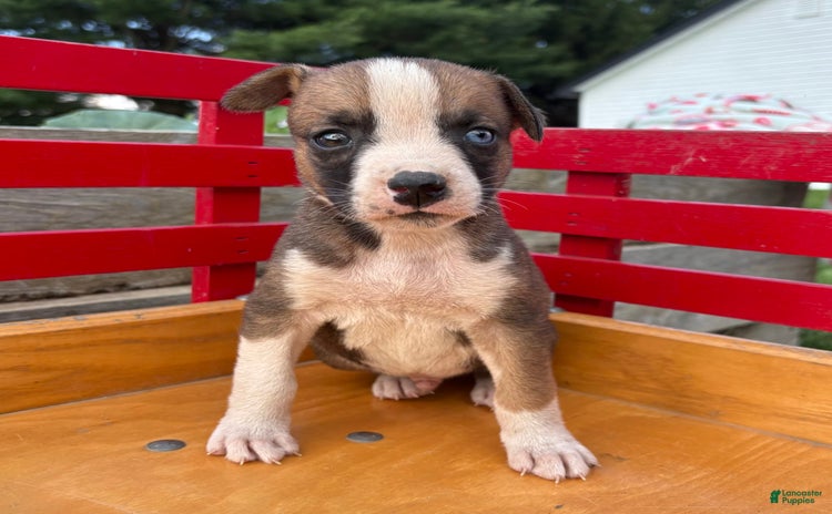 Boxer dogs for sale - Ad 1