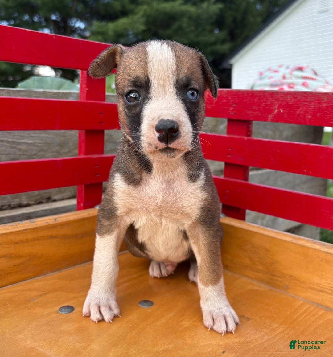 Boxer dogs for sale: Patrick - Image 1