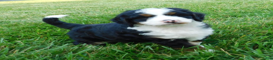 Kody
