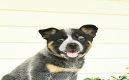 Australian Cattle Dog dogs for sale: Muffin - Image 2