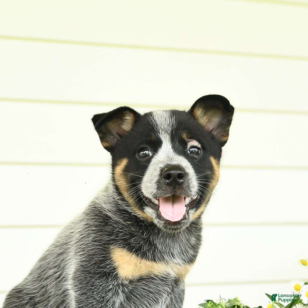 Australian Cattle Dog dogs for sale: Muffin - Image 2