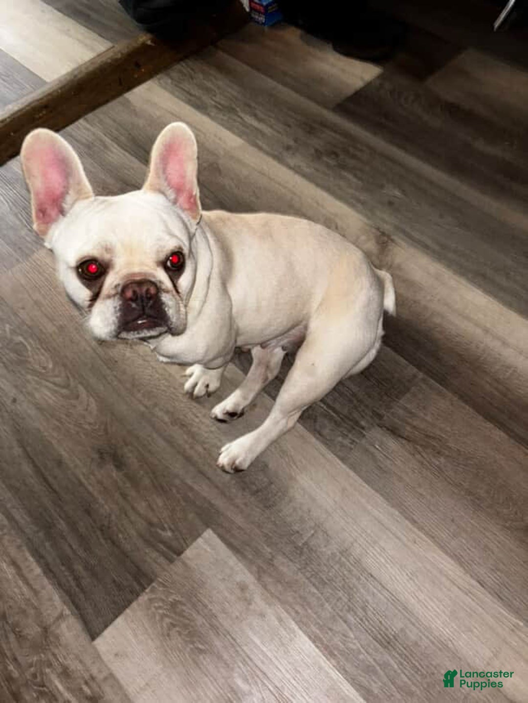 French Bulldog dogs for sale: No Name - Image 5