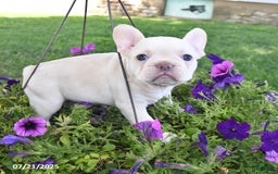 French Bulldog dogs for sale: Frank - Image 5