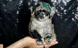 Maltipoo dogs for sale: Howlite - Image 3
